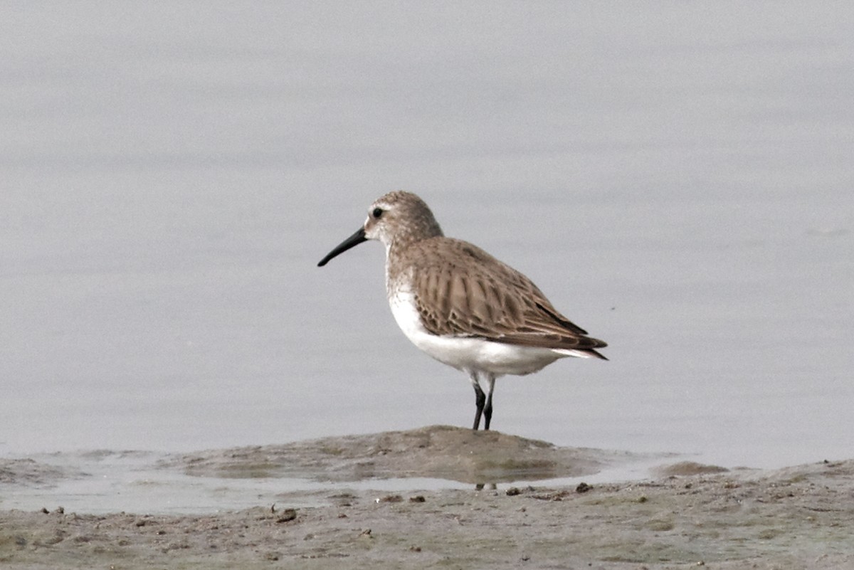 Dunlin - ML49046001