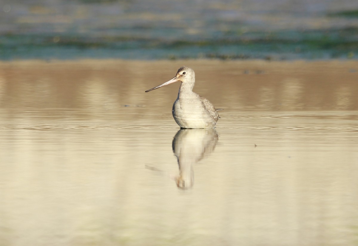 Hudsonian Godwit - ML490462591