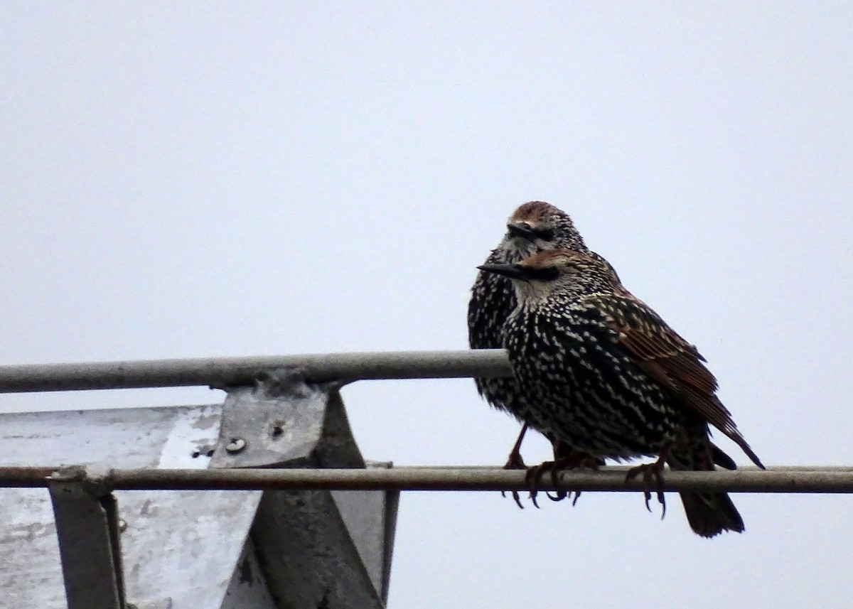 European Starling - ML490462681