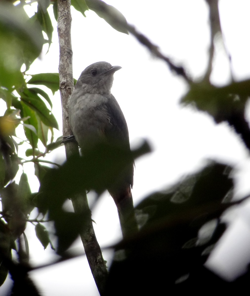 Scimitar-winged Piha - ML490463141