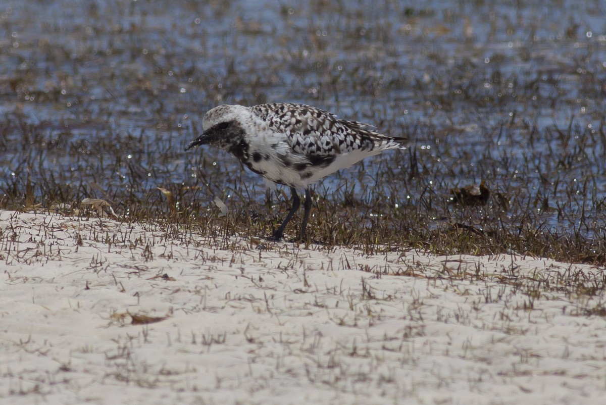 Black-bellied Plover - ML49046331