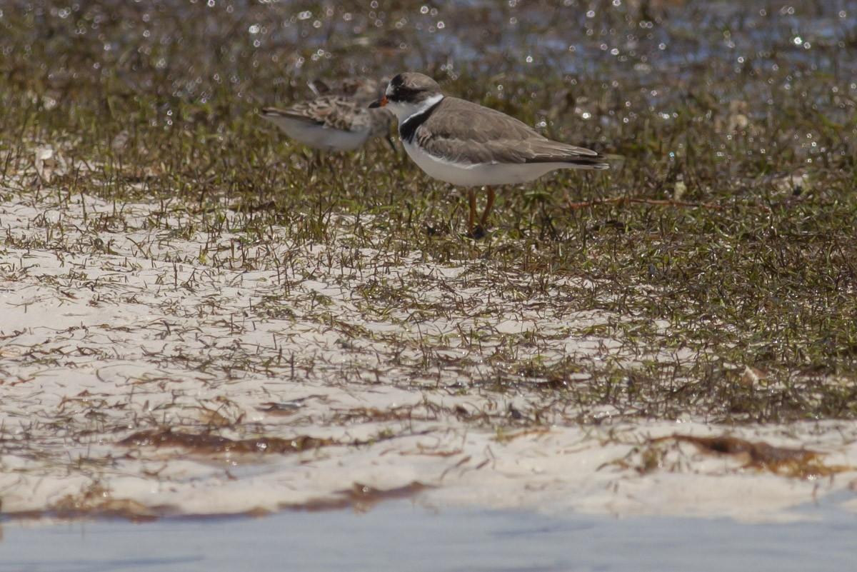 Semipalmated Plover - ML49046361