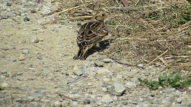 Lapland Longspur - ML490463771