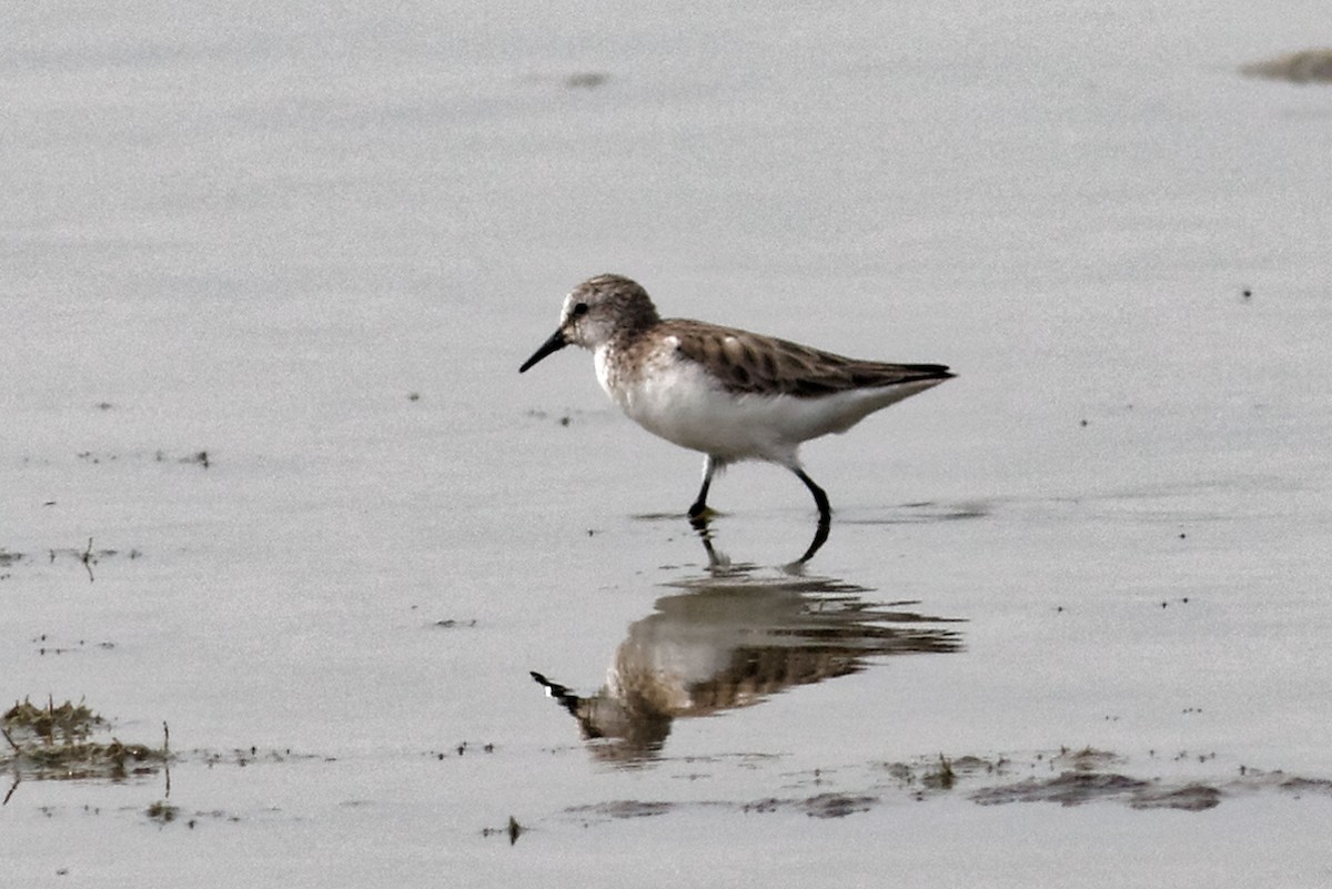 Little Stint - ML49046511