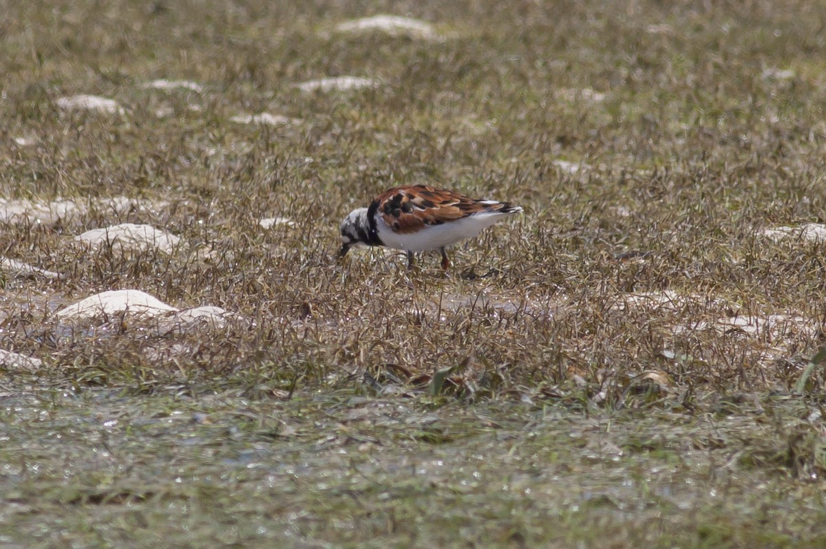 Ruddy Turnstone - ML49046551