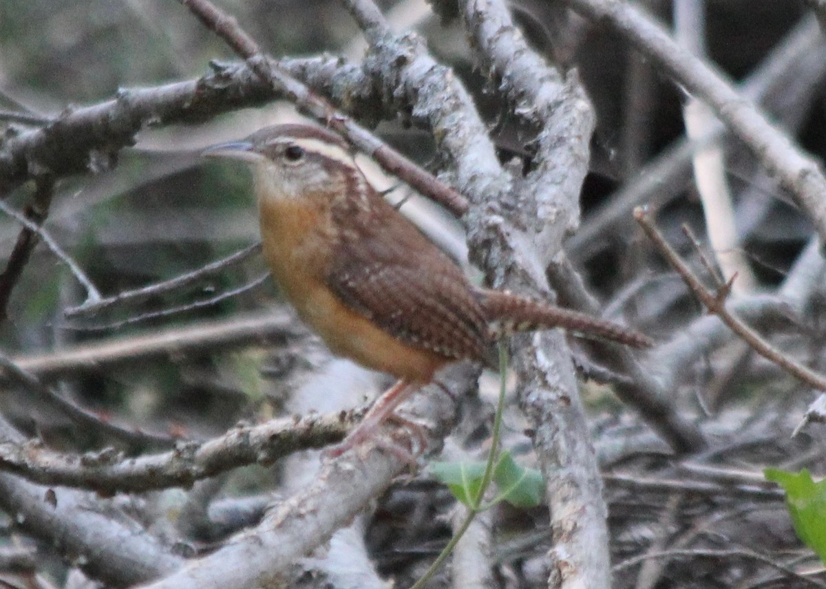 Carolina Wren - ML490465671