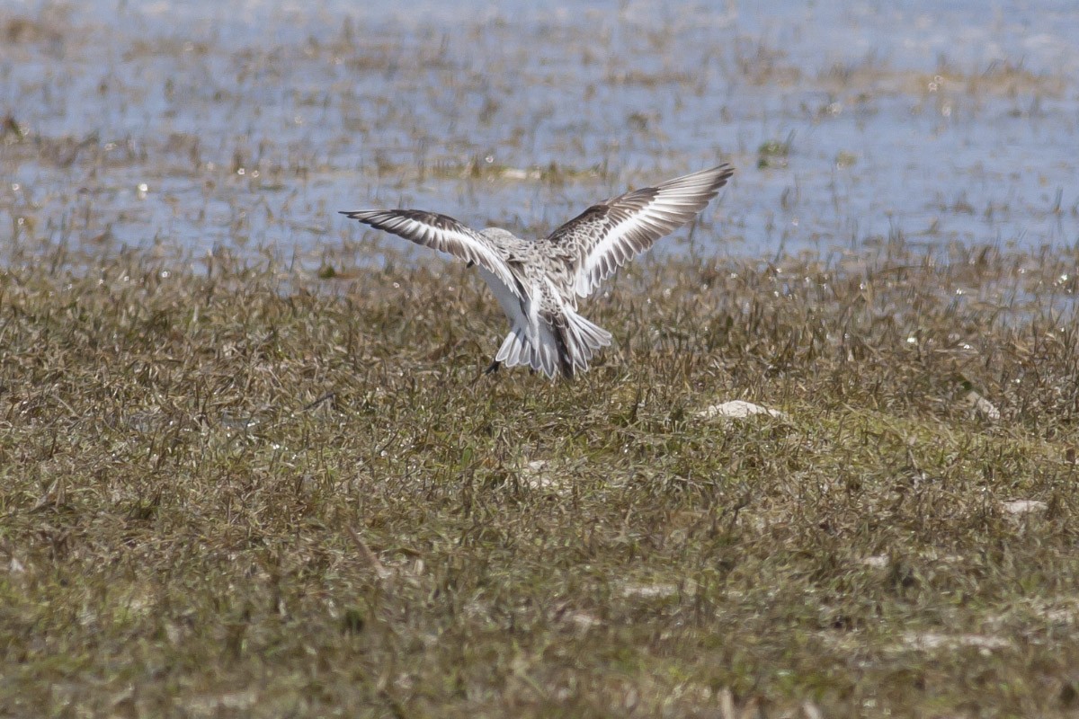 Sanderling - ML49046591