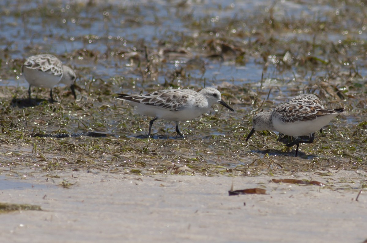 Sanderling - ML49046601