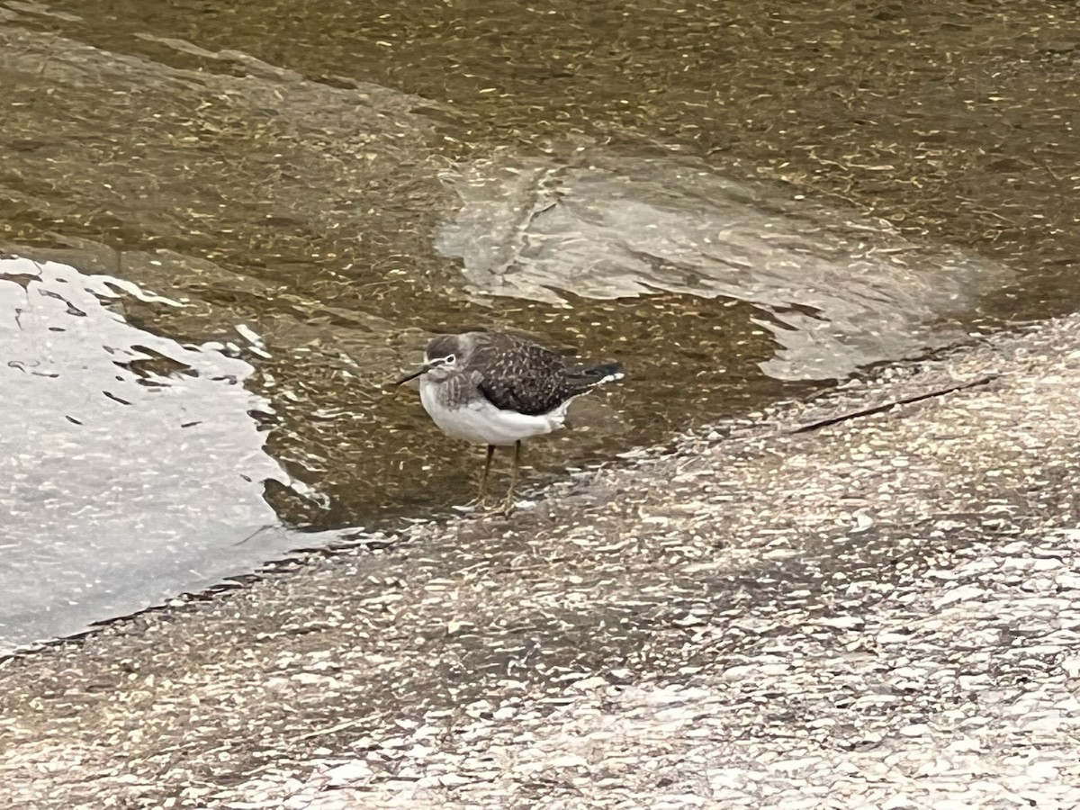 Solitary Sandpiper - ML490466401