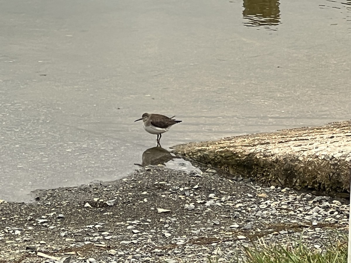 Solitary Sandpiper - ML490466411