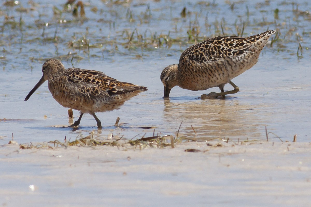 Short-billed Dowitcher - Michael Todd