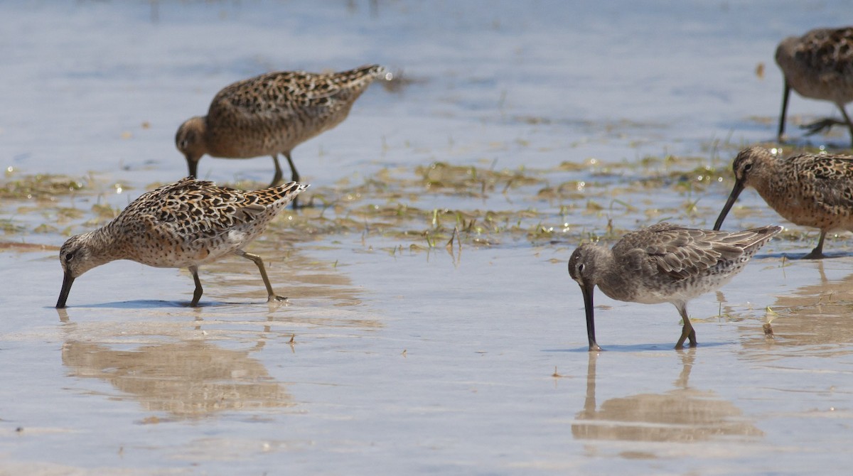 Short-billed Dowitcher - ML49046711