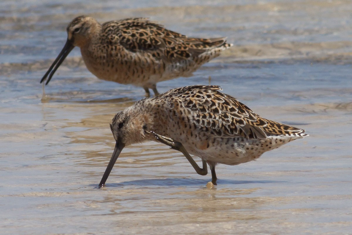 Short-billed Dowitcher - ML49046721