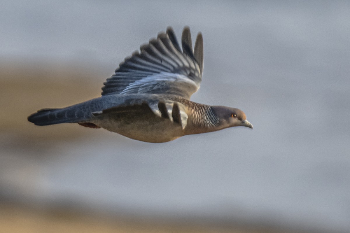 Picazuro Pigeon - ML490467371