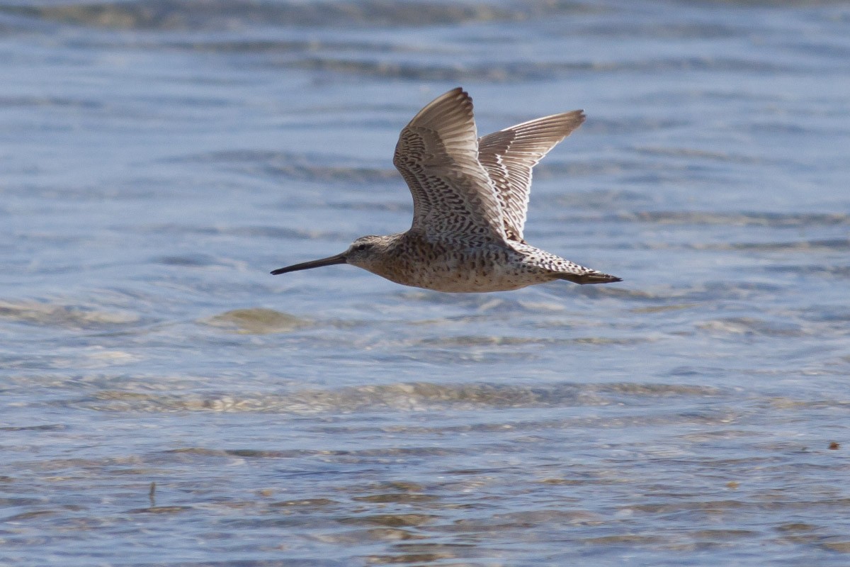 Short-billed Dowitcher - ML49046741