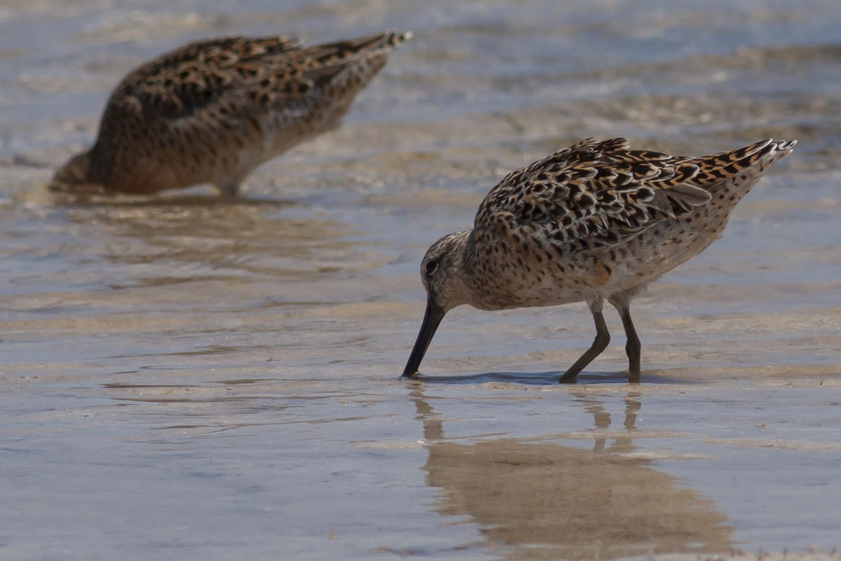 Short-billed Dowitcher - ML49046751