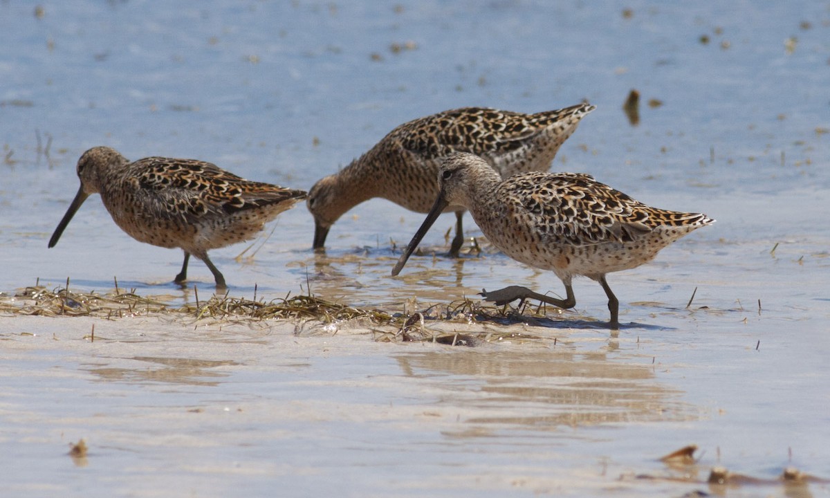 Short-billed Dowitcher - ML49046761