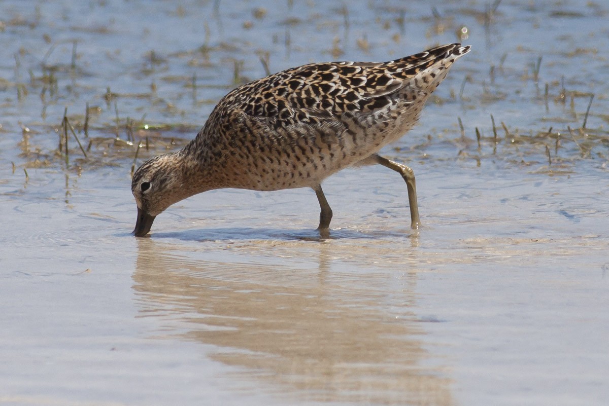 Short-billed Dowitcher - ML49046781