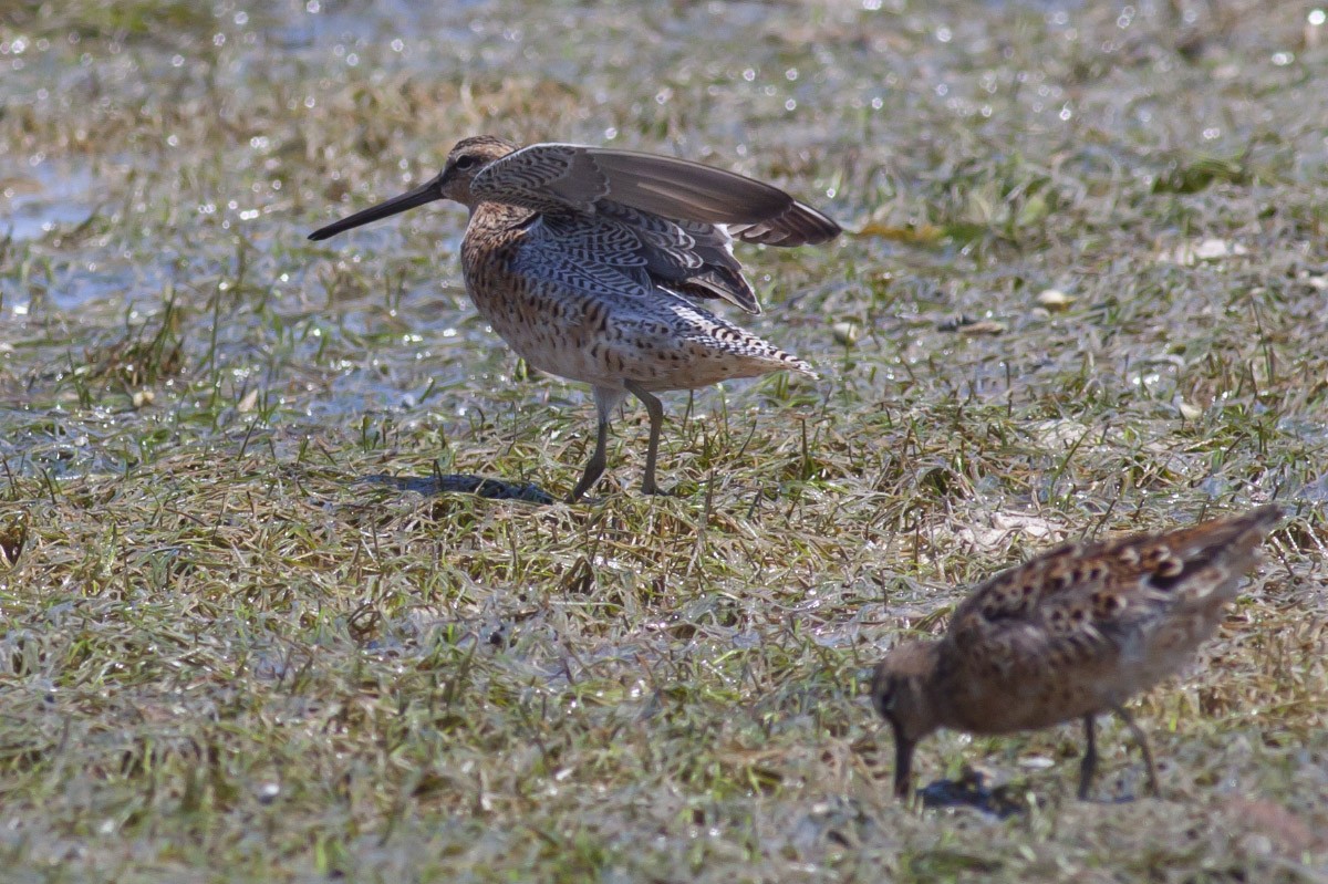 Short-billed Dowitcher - ML49046791