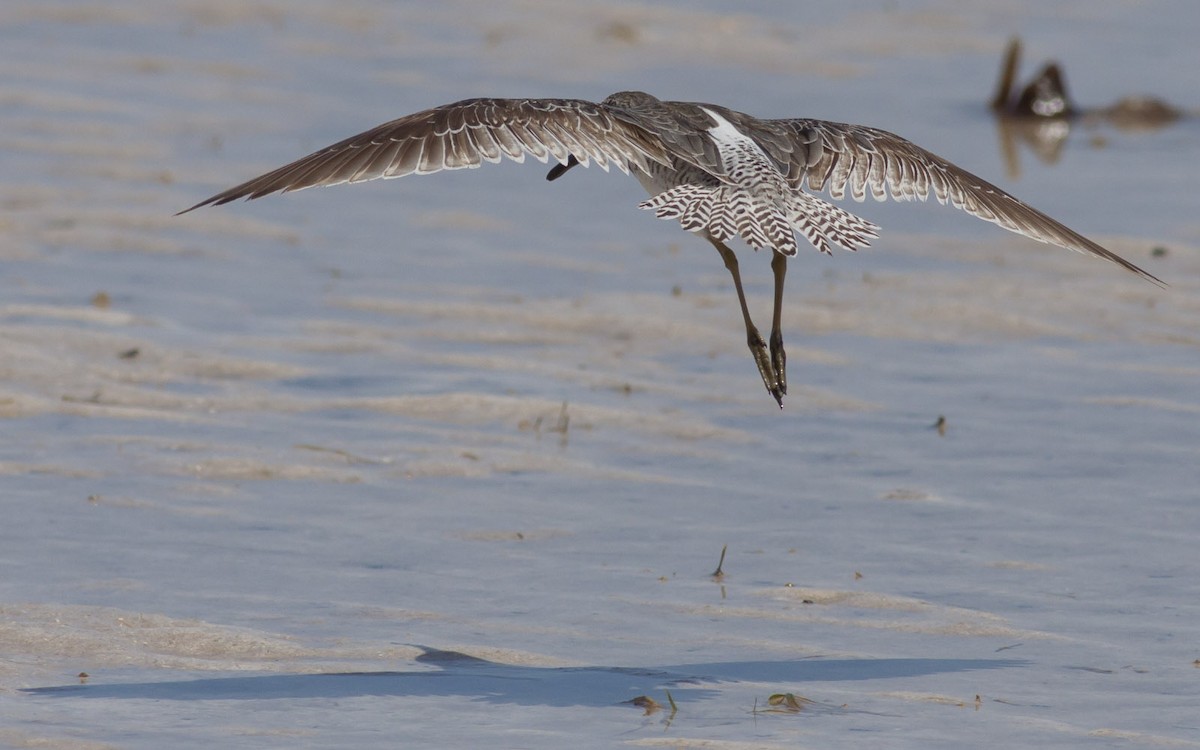 Short-billed Dowitcher - ML49046801