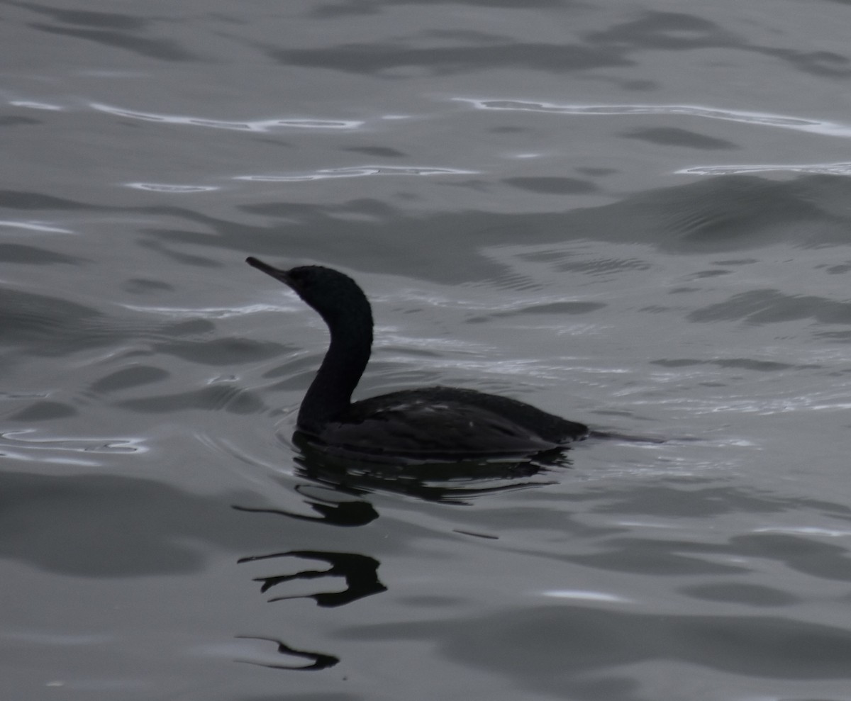 Brandt's Cormorant - ML490469831