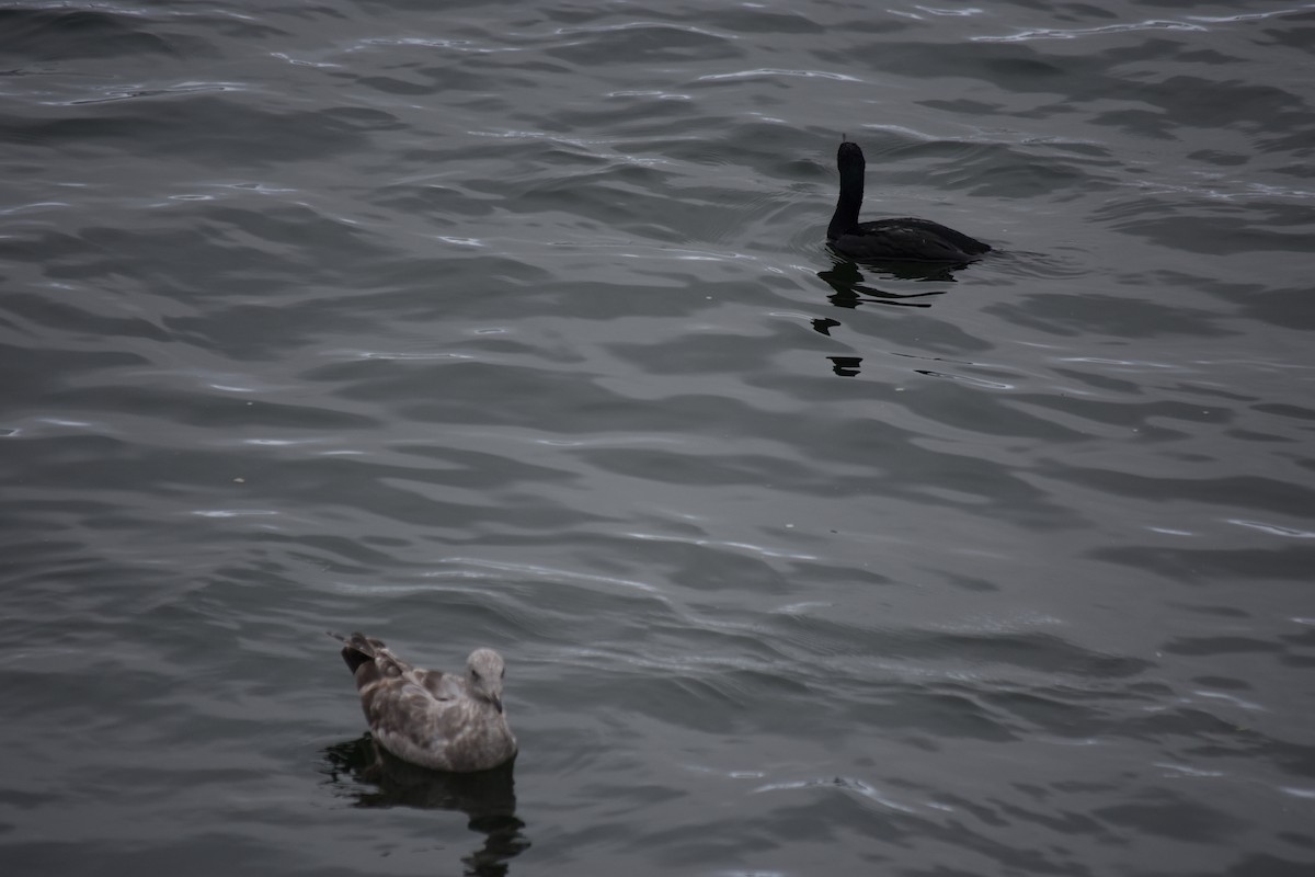 Brandt's Cormorant - ML490470021