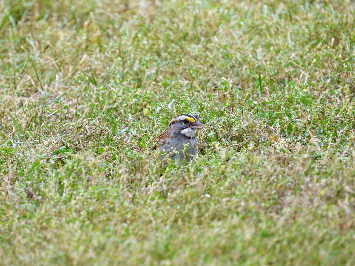 White-throated Sparrow - ML490470041