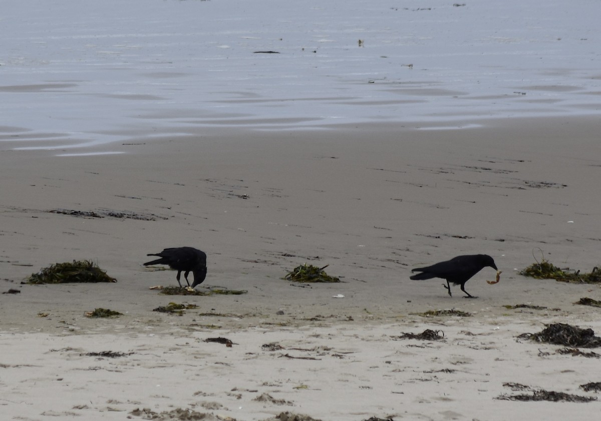 American Crow - ML490470641