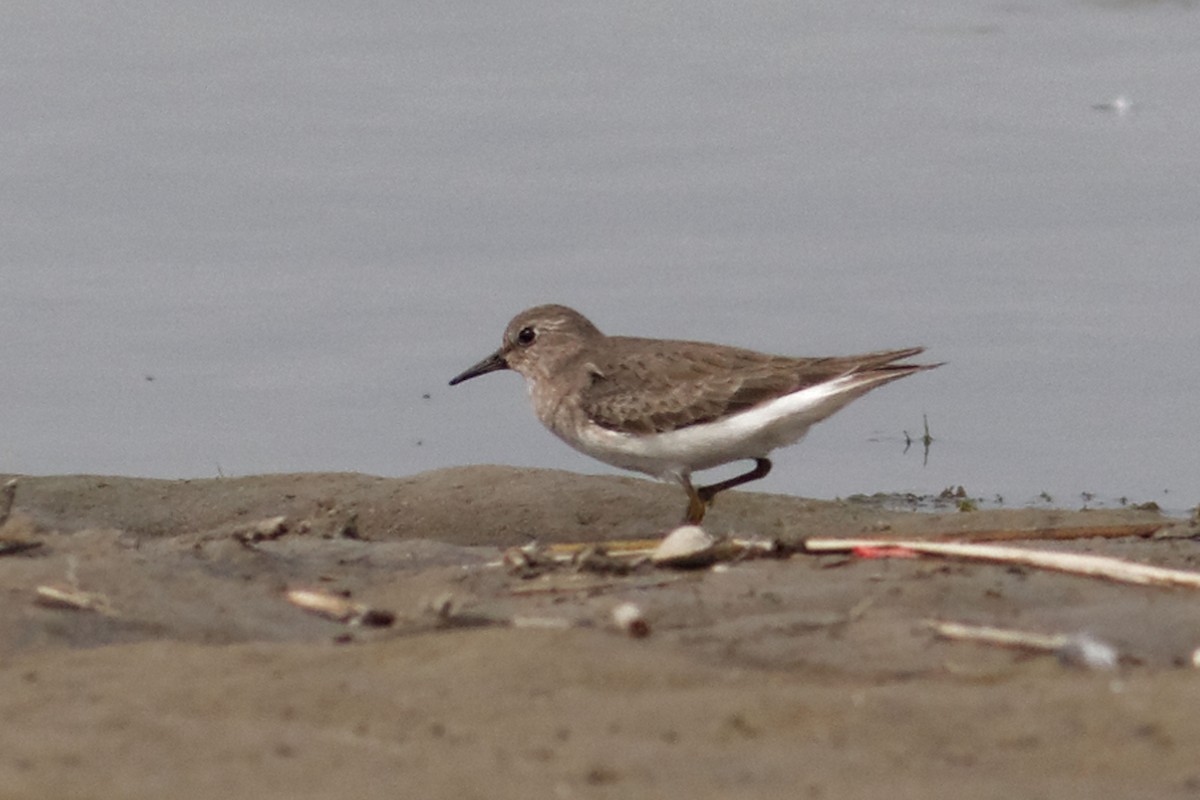 Temminck's Stint - ML49047071