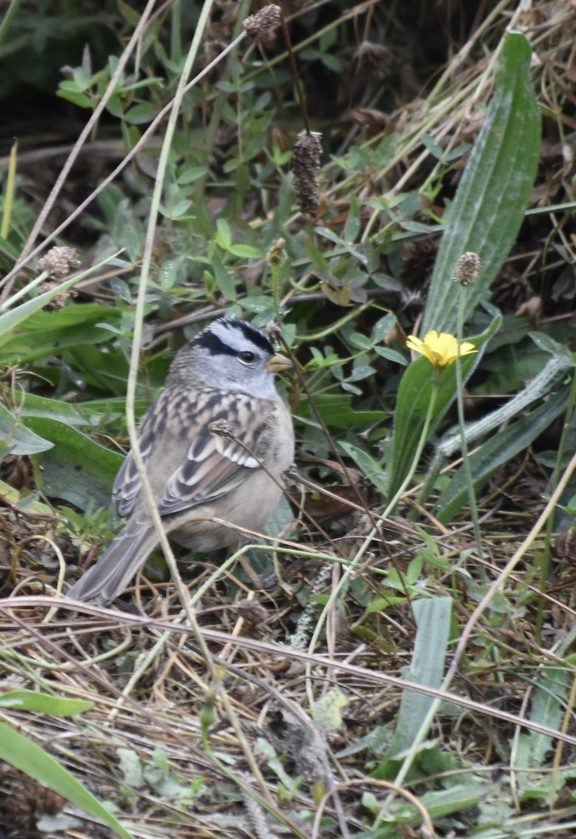 White-crowned Sparrow - ML490470761