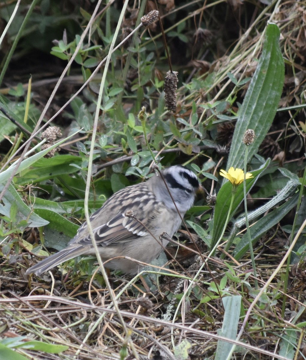 White-crowned Sparrow - ML490470911