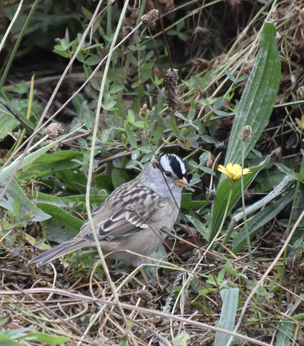 White-crowned Sparrow - ML490470921