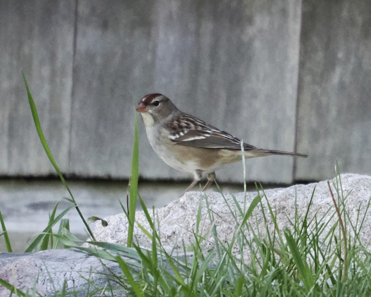 White-crowned Sparrow - ML490472411