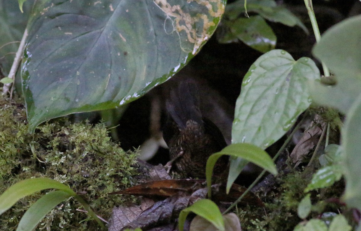 Silvery-fronted Tapaculo (Silvery-fronted) - ML49047301