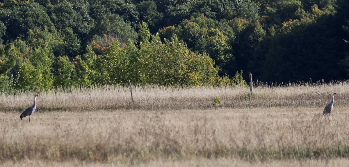 Sandhill Crane - ML490473461