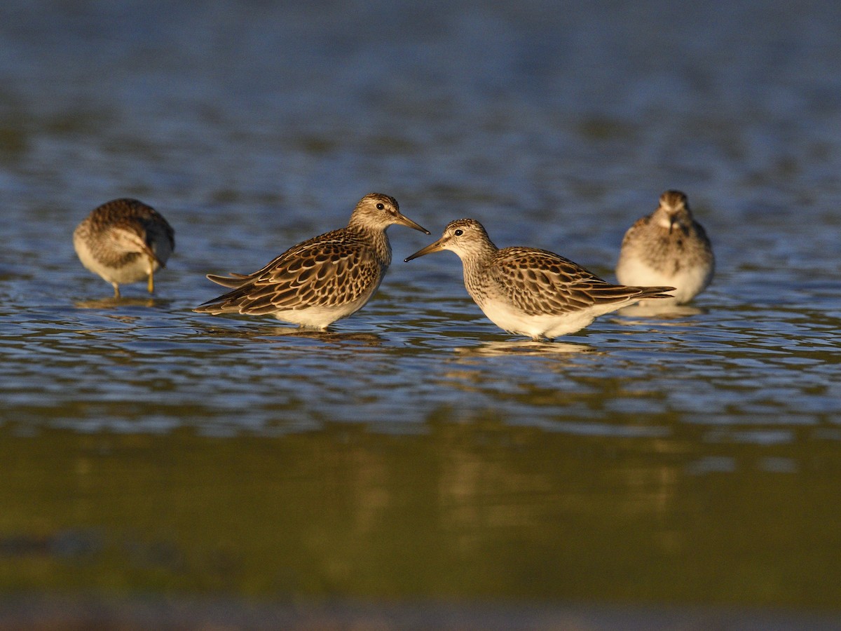 Pectoral Sandpiper - ML490474431