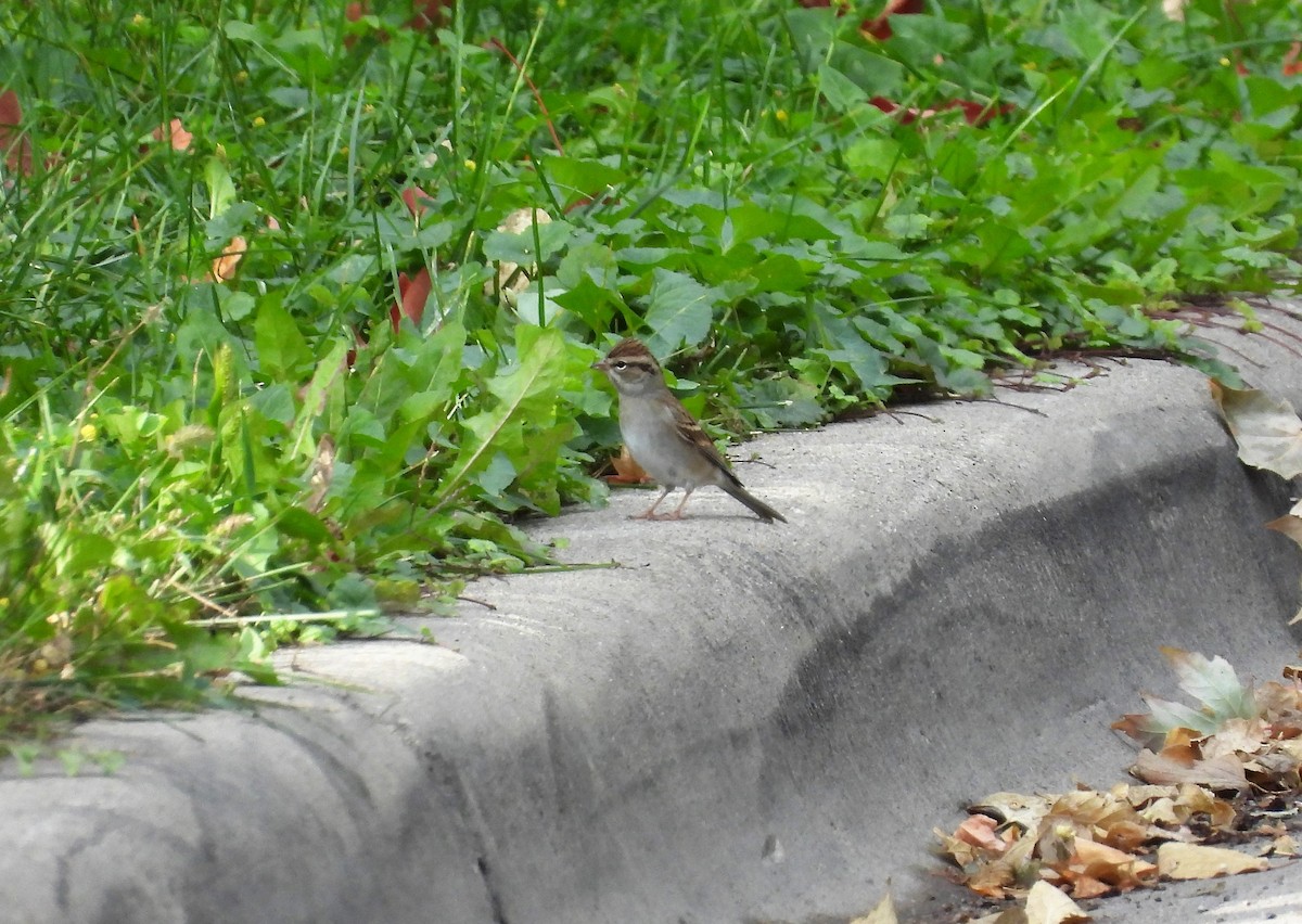 Chipping Sparrow - ML490474821