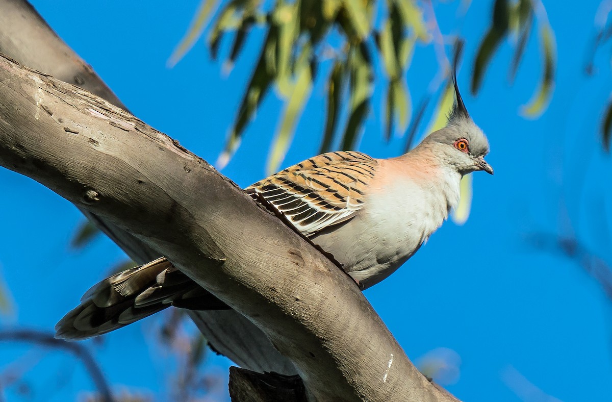 Crested Pigeon - ML490474851