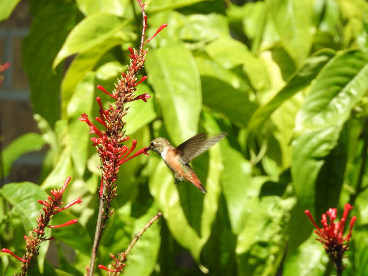 Rufous Hummingbird - ML490475231