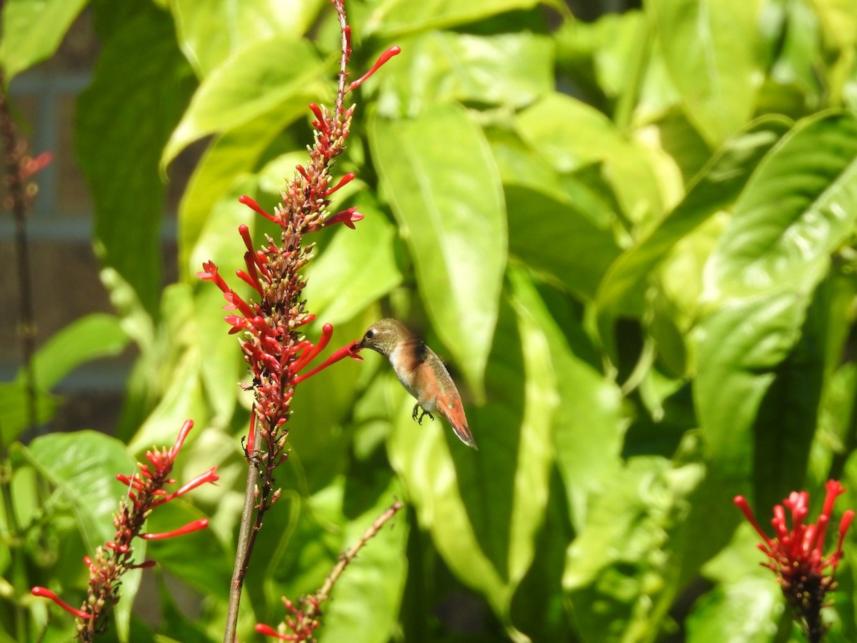Rufous Hummingbird - ML490475261