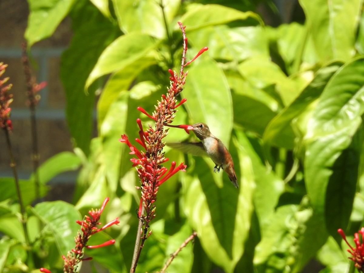 Rufous Hummingbird - ML490475411