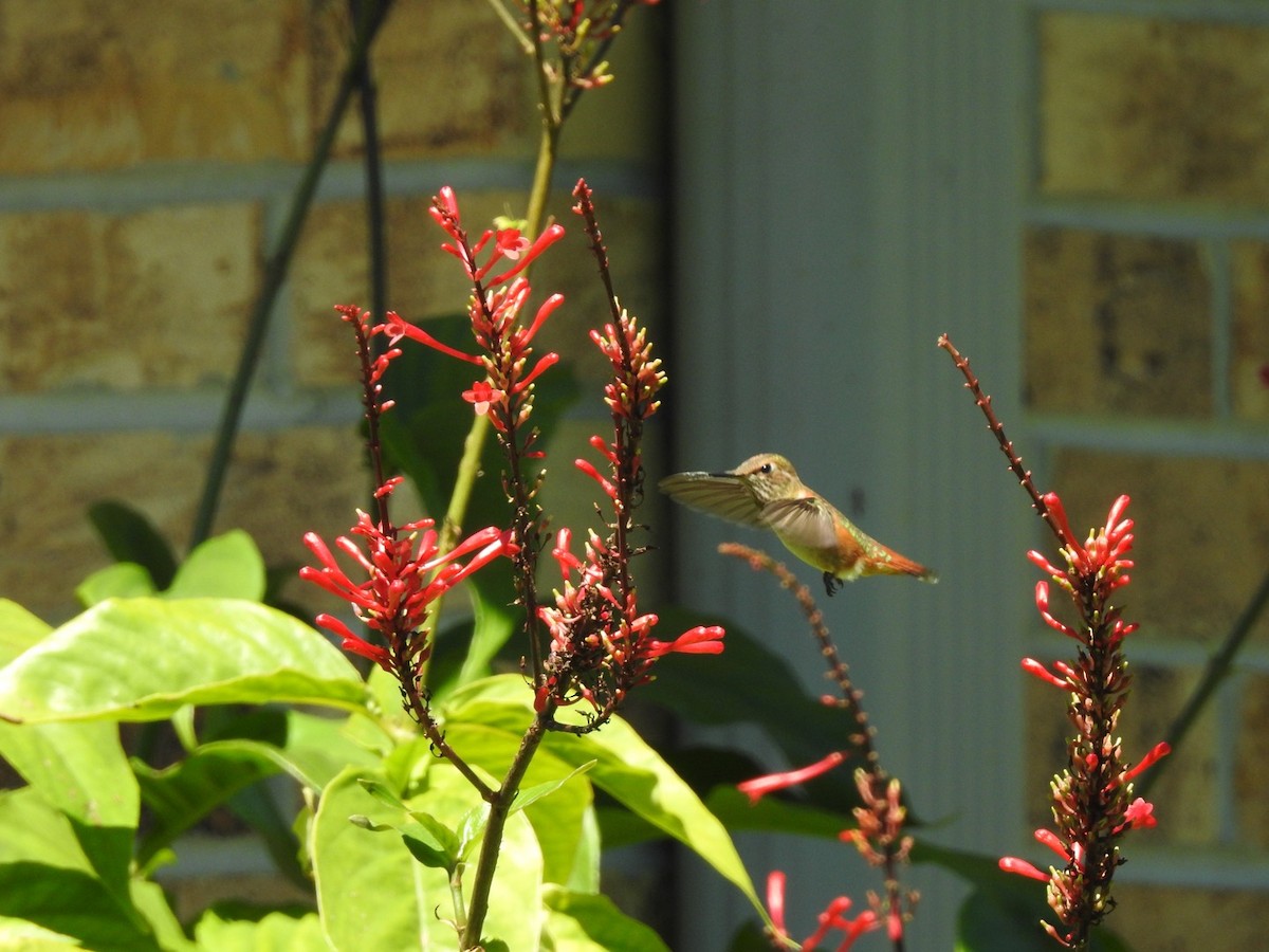 Rufous Hummingbird - ML490475461