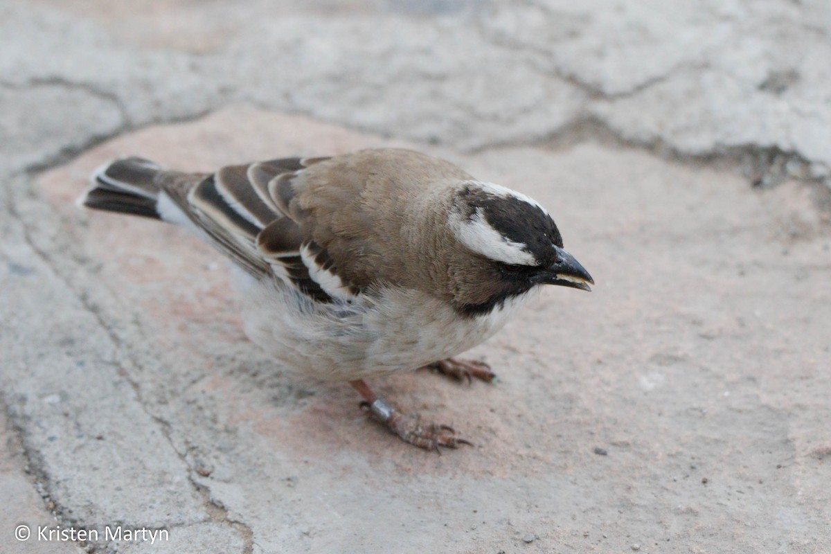 White-browed Sparrow-Weaver (White-breasted) - ML490476071