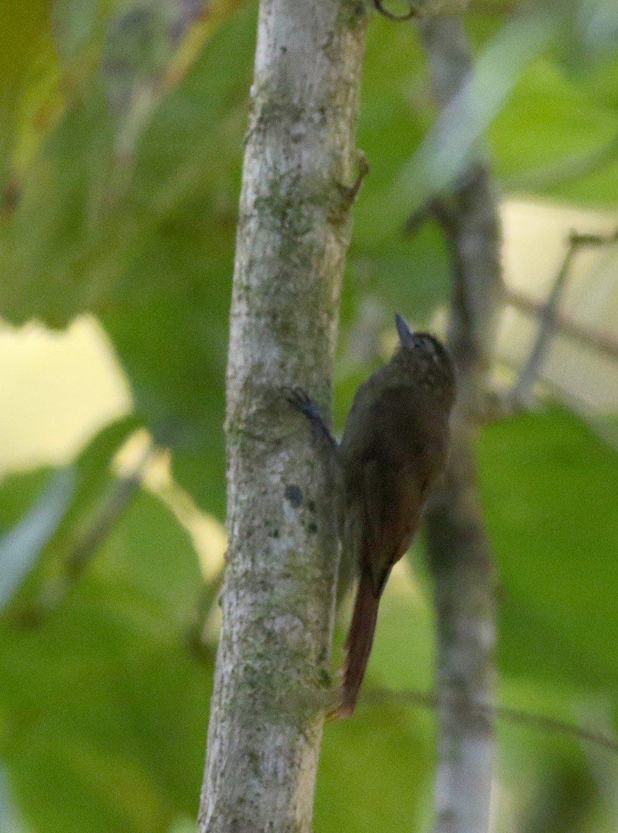 Wedge-billed Woodcreeper - ML49047621