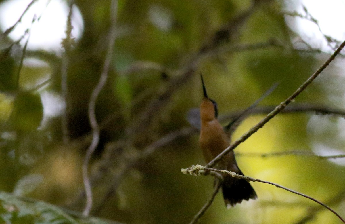kolibřík fialovohrdlý - ML49047721