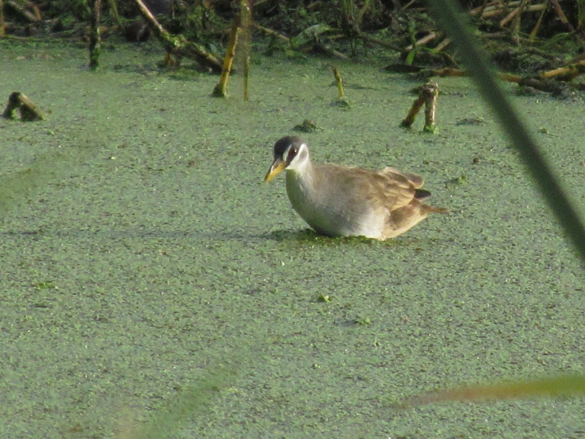 White-browed Crake - Linda Gocon