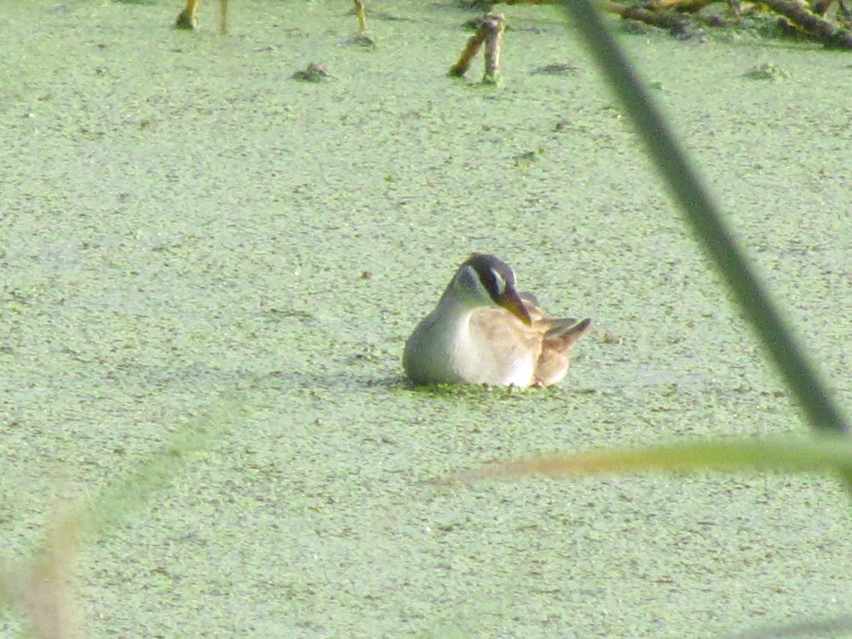 White-browed Crake - Linda Gocon