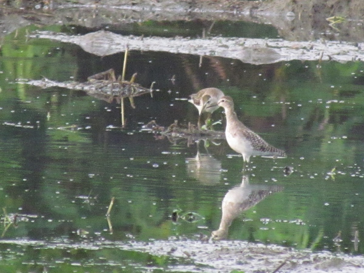 Wood Sandpiper - ML490478201