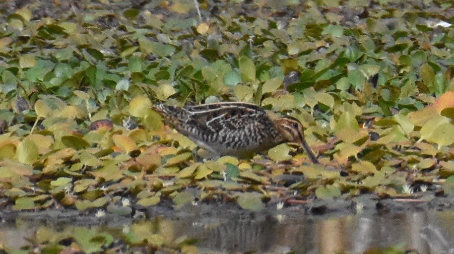 Wilson's Snipe - ML490478321