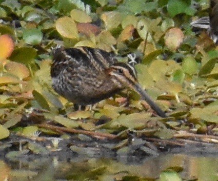 Wilson's Snipe - Mark Wilson